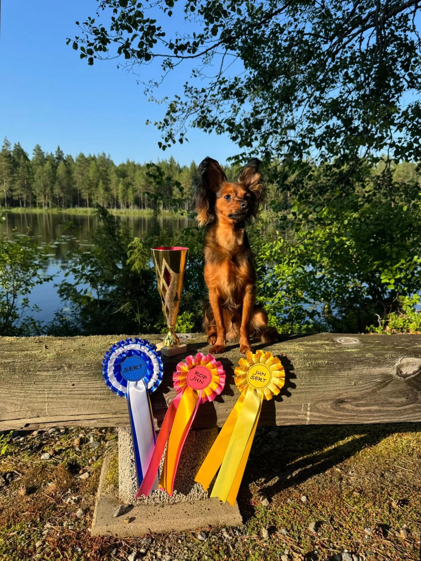 13.7.2025 Hyvinkää Kr.  SERT, JUN-SERT, ROP JUN Awian Quality Questal 