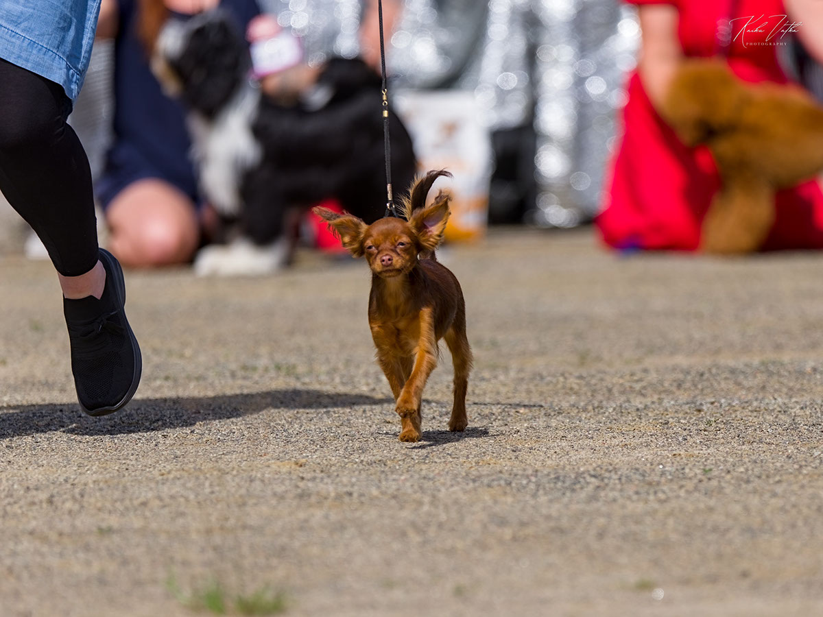 SKKY Pää-Erikoisnäyttely -25 ROP-Pentu, HeCH-25, WH-25 Awian Such A Sweet Bonzorella
