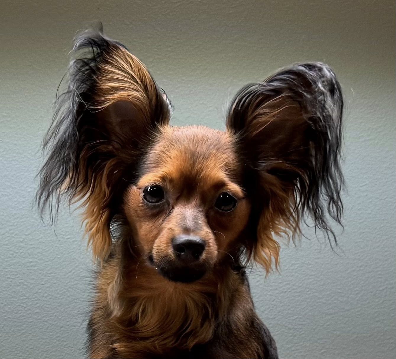 C.I.B.-J, FI JMVA ,EE JMVA,EEJV-25,EEV-25 Awian Quality Questal