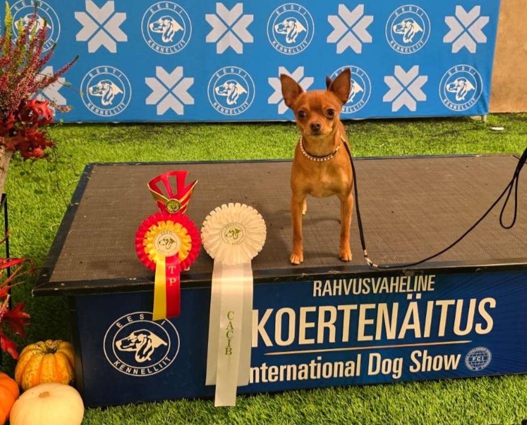 18-19.10.2025 Tallinna Kv. Awian Lucky Little Lord 2 x CACIB & ROP