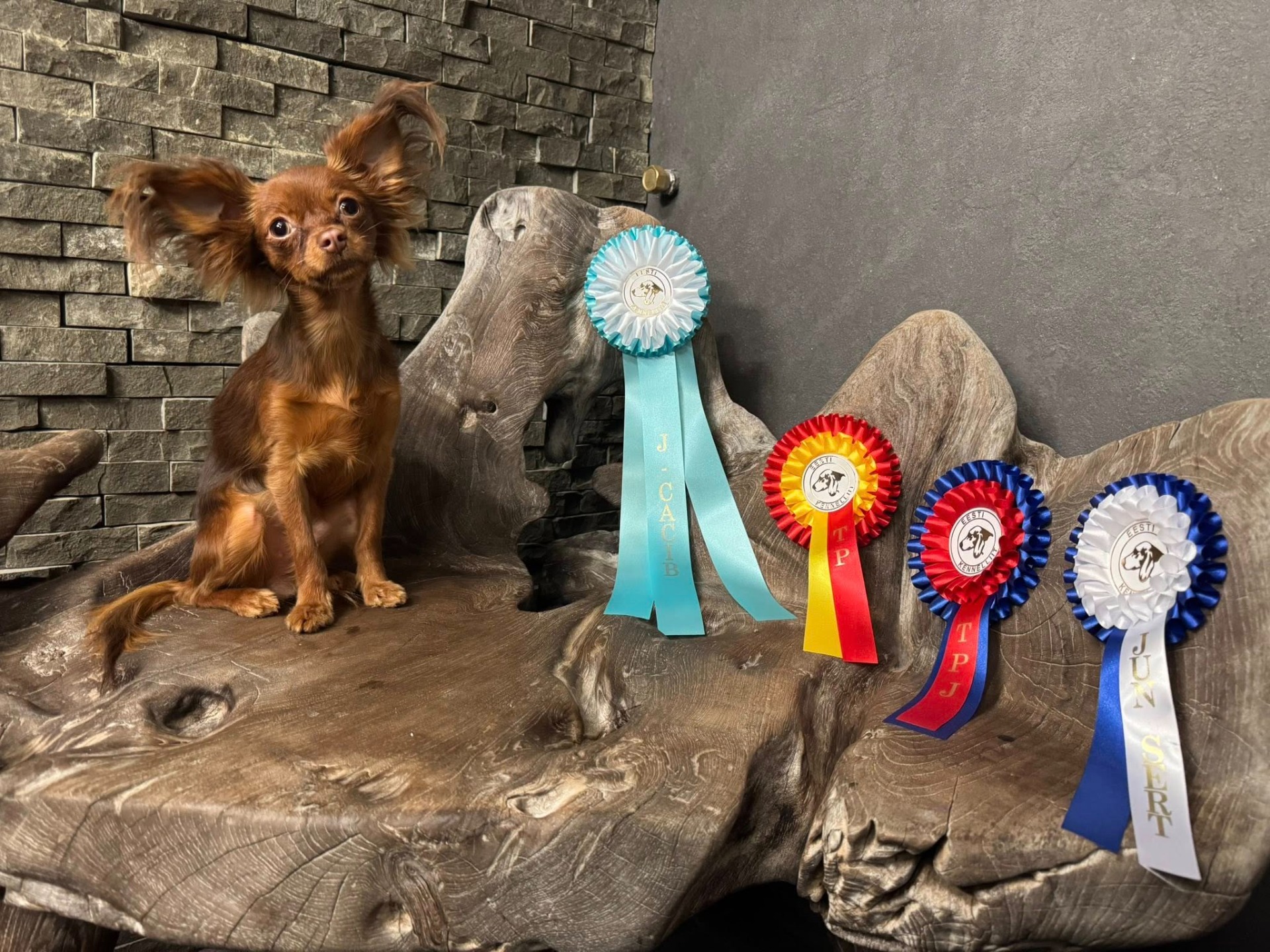 18.10.2025 Tallinna INT Awian Such A Sweet Bonzorella JUN-SERT,CACIB-J,ROP-JUN,ROP