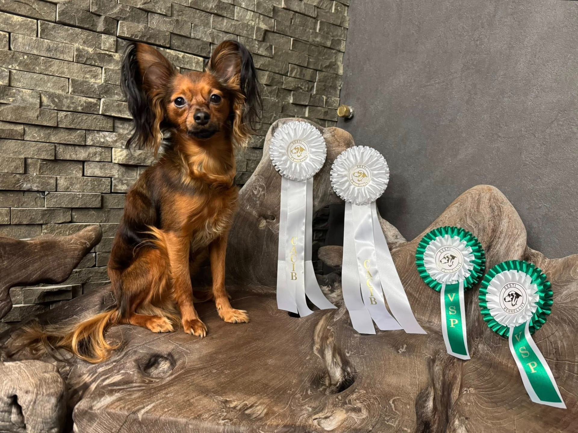 18-19.10.2025 Tallinna INT Awian Quality Questal 2x CACIB, VSP