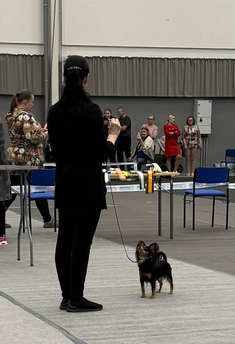 26.10.2025 Seinäjoki Kv. Awian Dramaqueen Diva Dorotheya CACIB,ROP