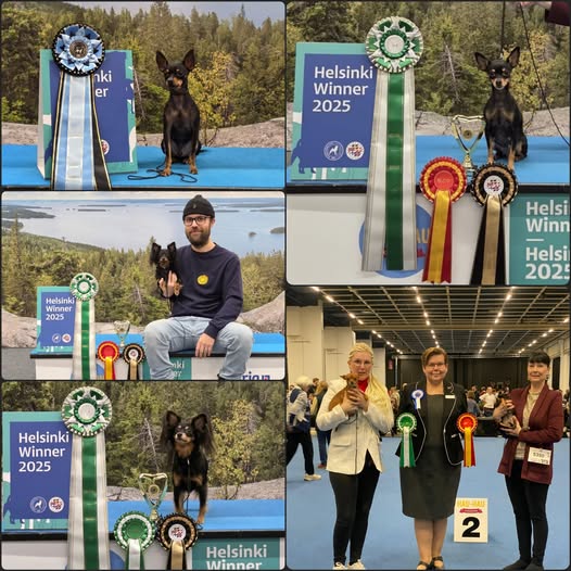 6.12.2025 Koiramessut 2025 Helsinki Winnerit 2025