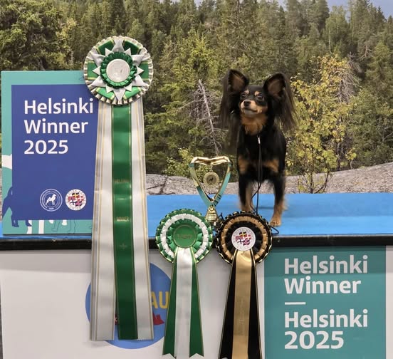 6.12.2025 Awian Dramaqueen Diva Dorotheya HeW-25