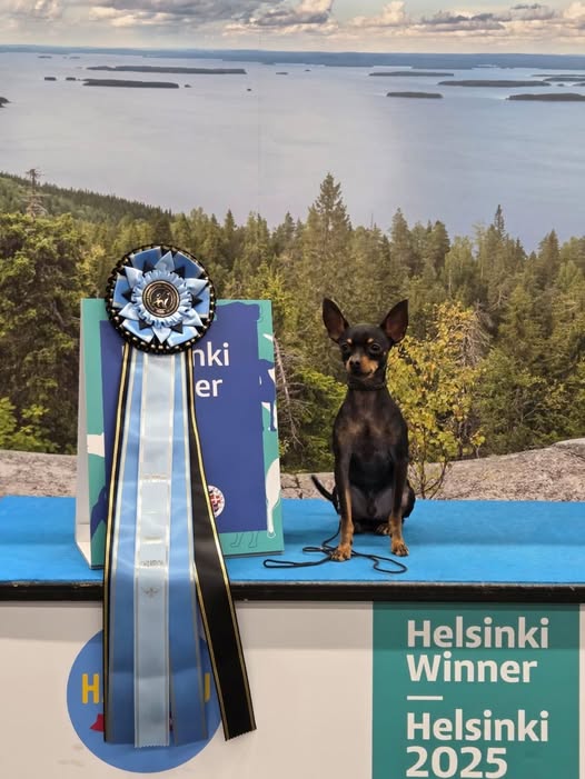 6.12.2025 Amber Delis Forsage FI MVA