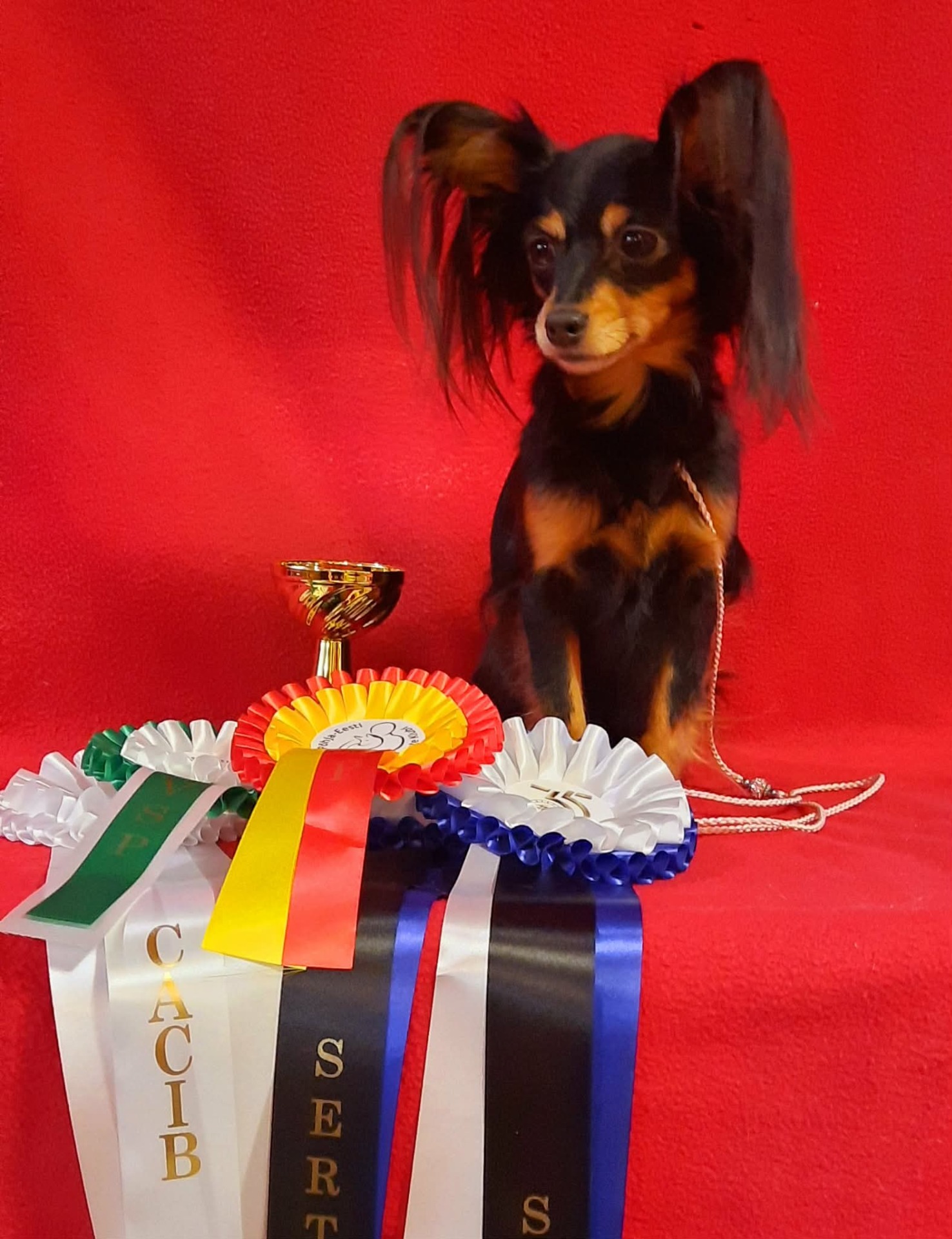 10-11.1.2026 Awian Dramaqueen Diva Dorotheya TLN WCup-26