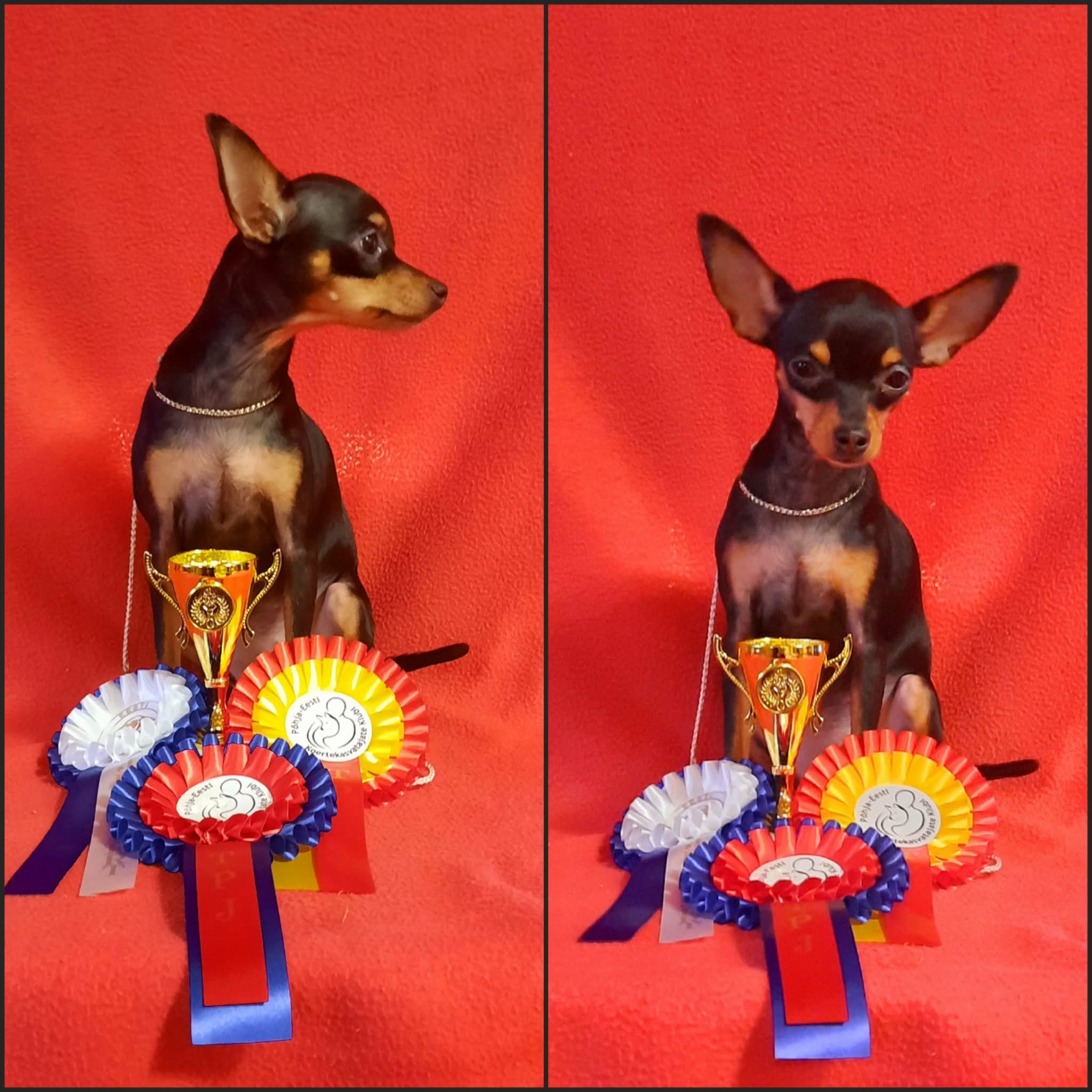 11.1.2026 Tallinna Kr. Awian The Winner Takes It All JUN-SERT, JUN-ROP, ROP