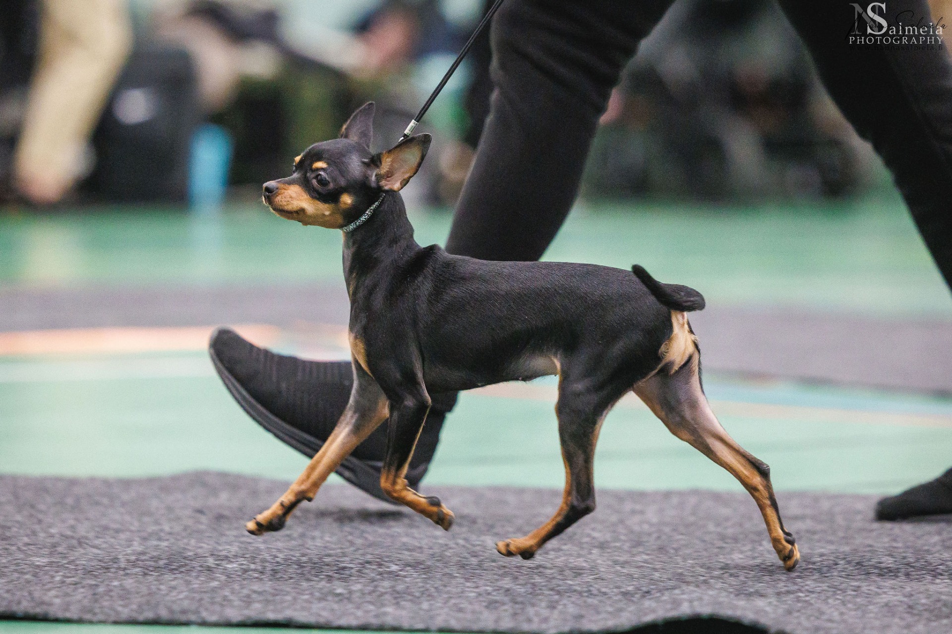 1.2.2026 Parkano Rn. Awian The Winner Takes It All