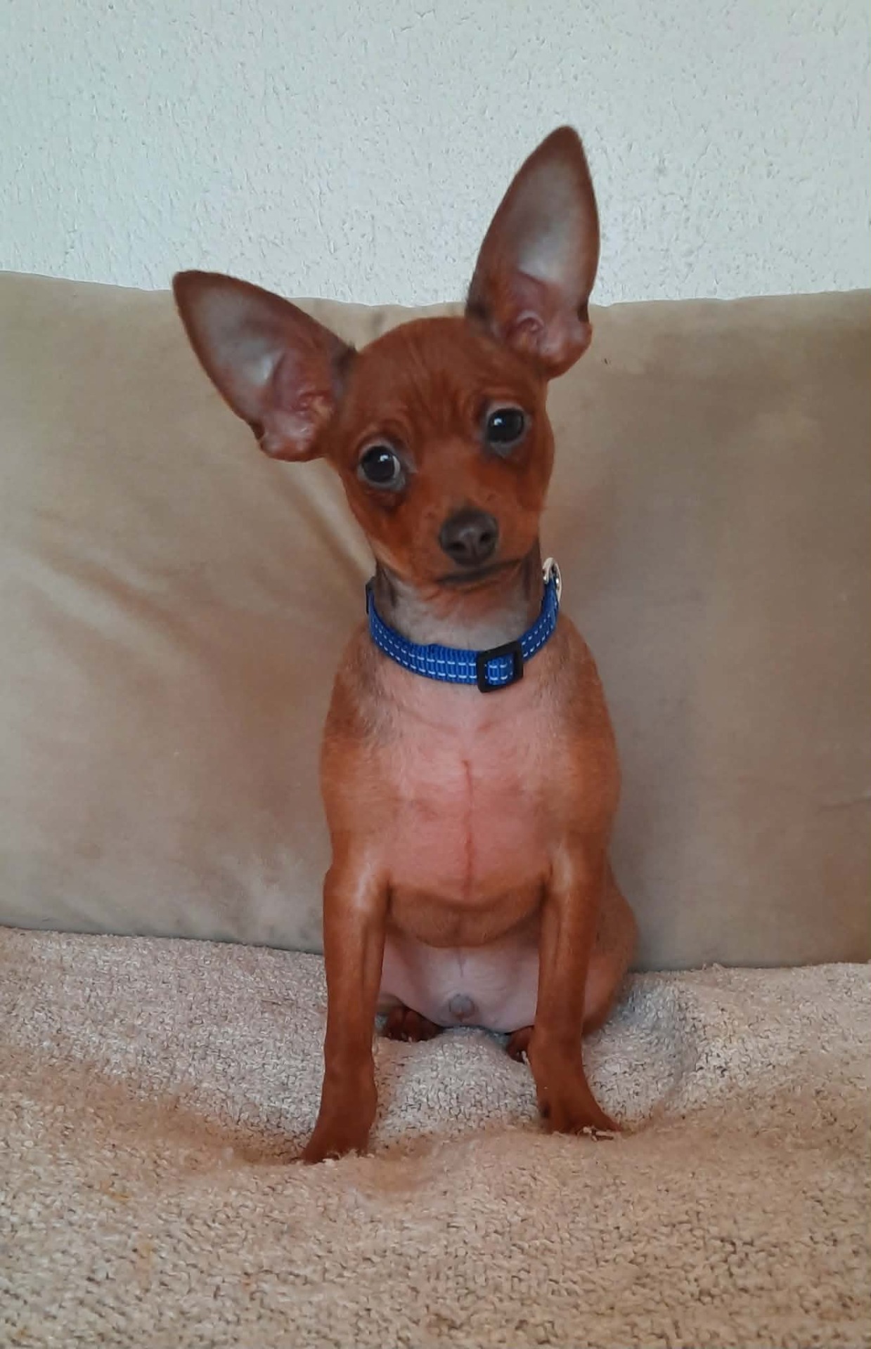 urospentu Awian Victory Vision varattavissa