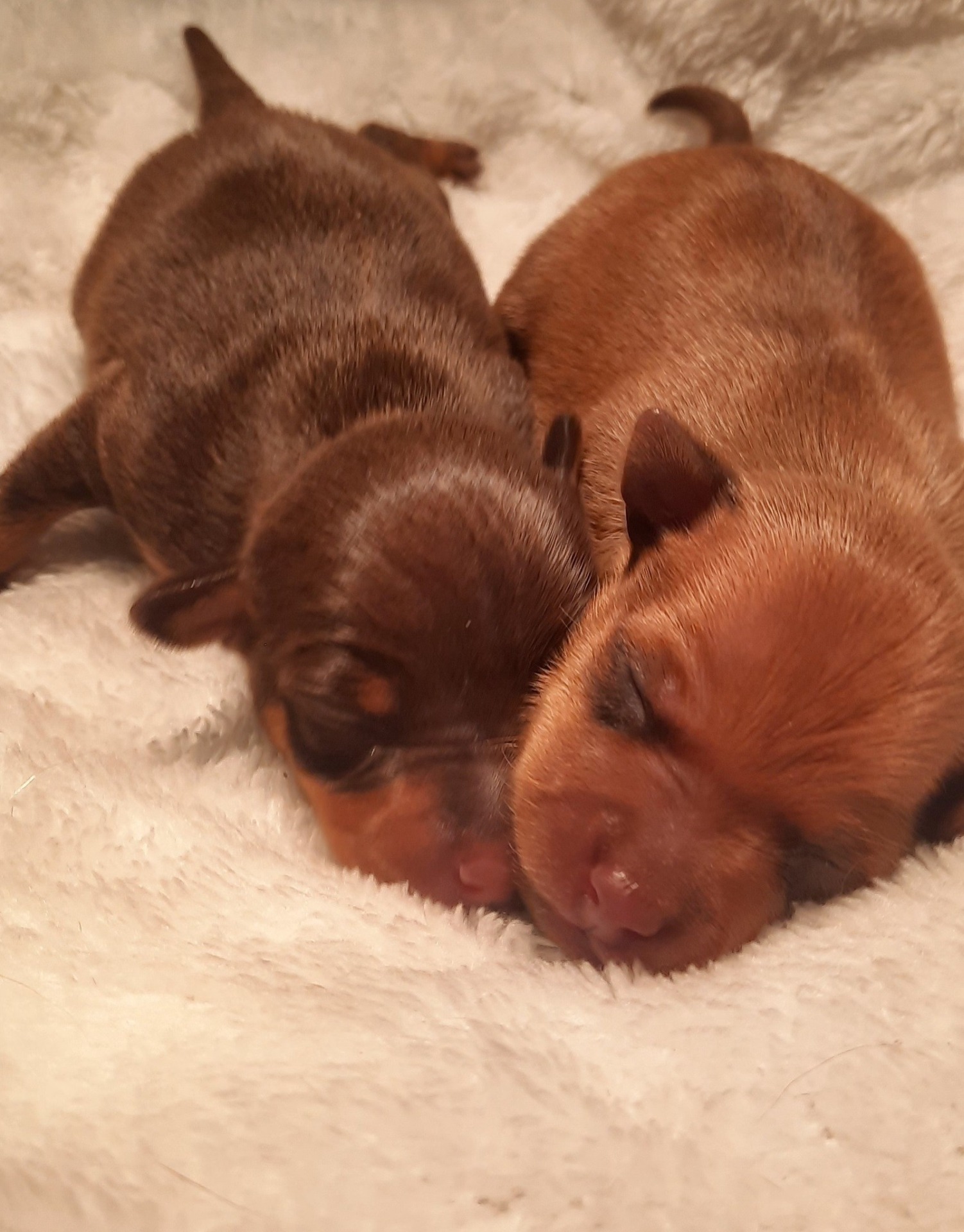 Awian W- Litter tyttö ja poika synt.25.3-26