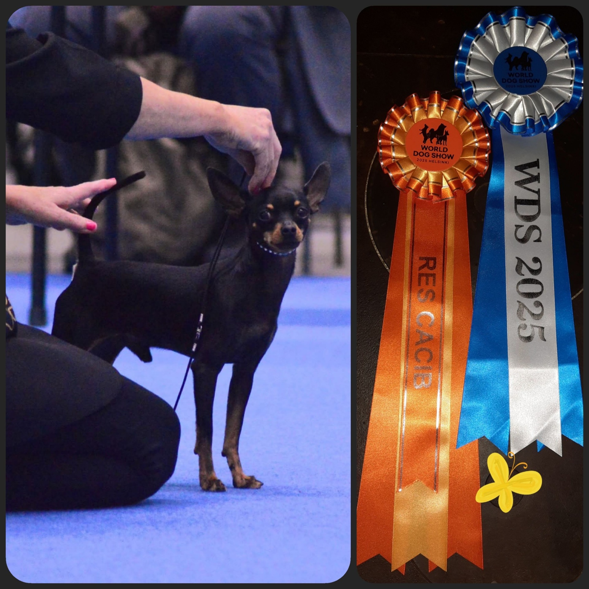  Amber Delis Forsage W- Litter isä Vice- World Winner 2025 Helsinki