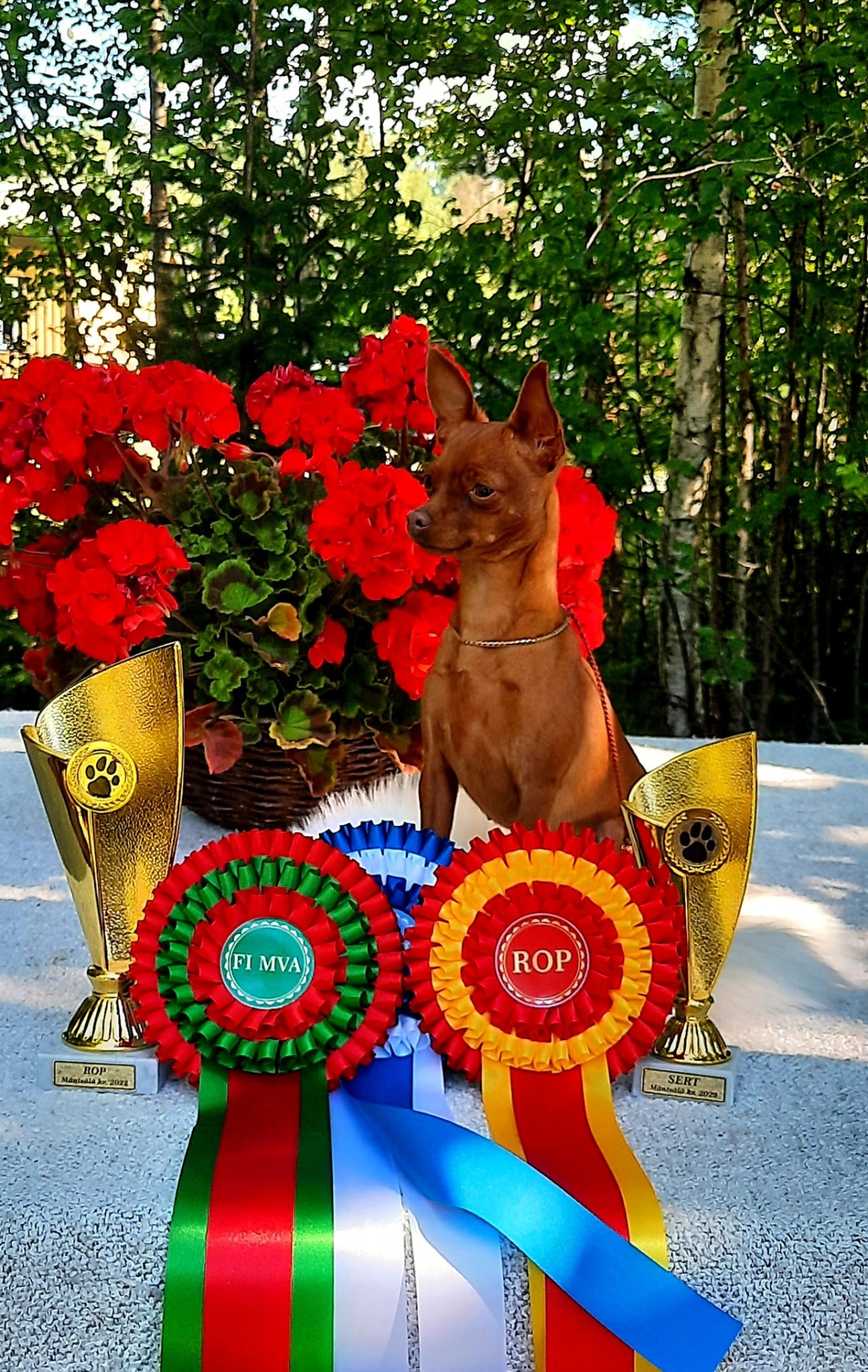 Orlandino Golden Life W- Litter emä