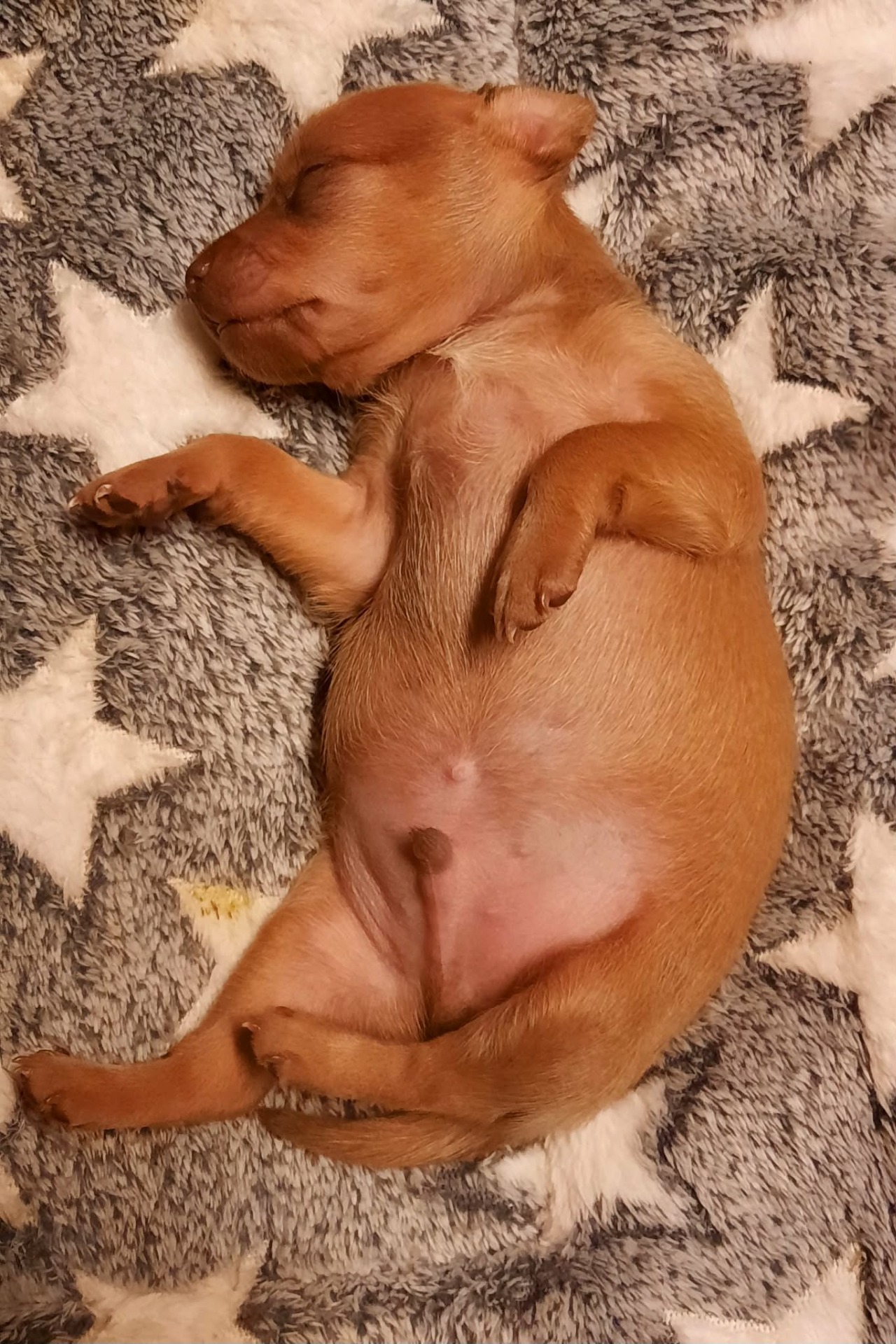 Awian Wild Warrior ( vapaana )