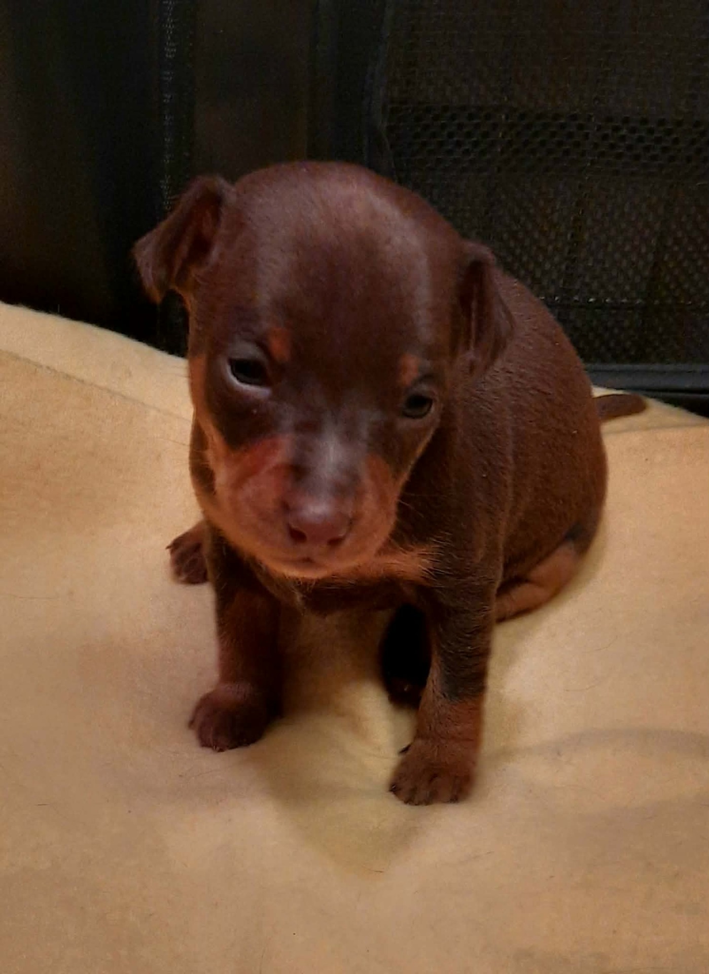 Awian W- Litter tyttöpentu ( alustava varaus )