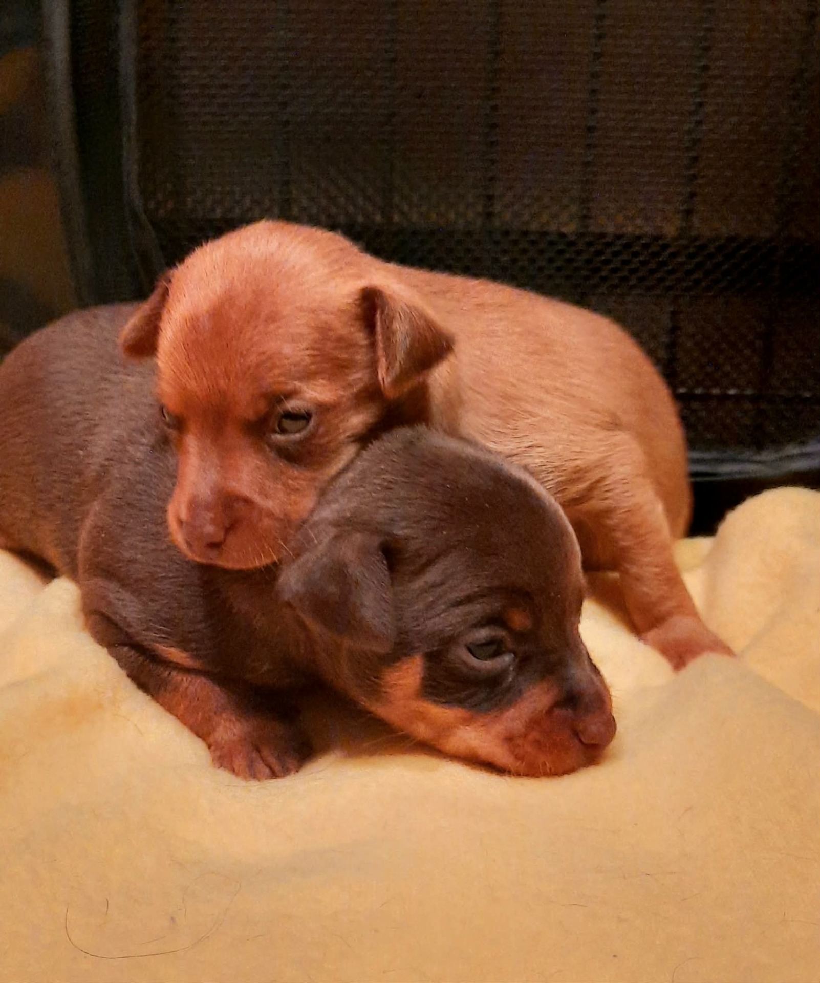 Awian W- Litter tyttö & poikapentu