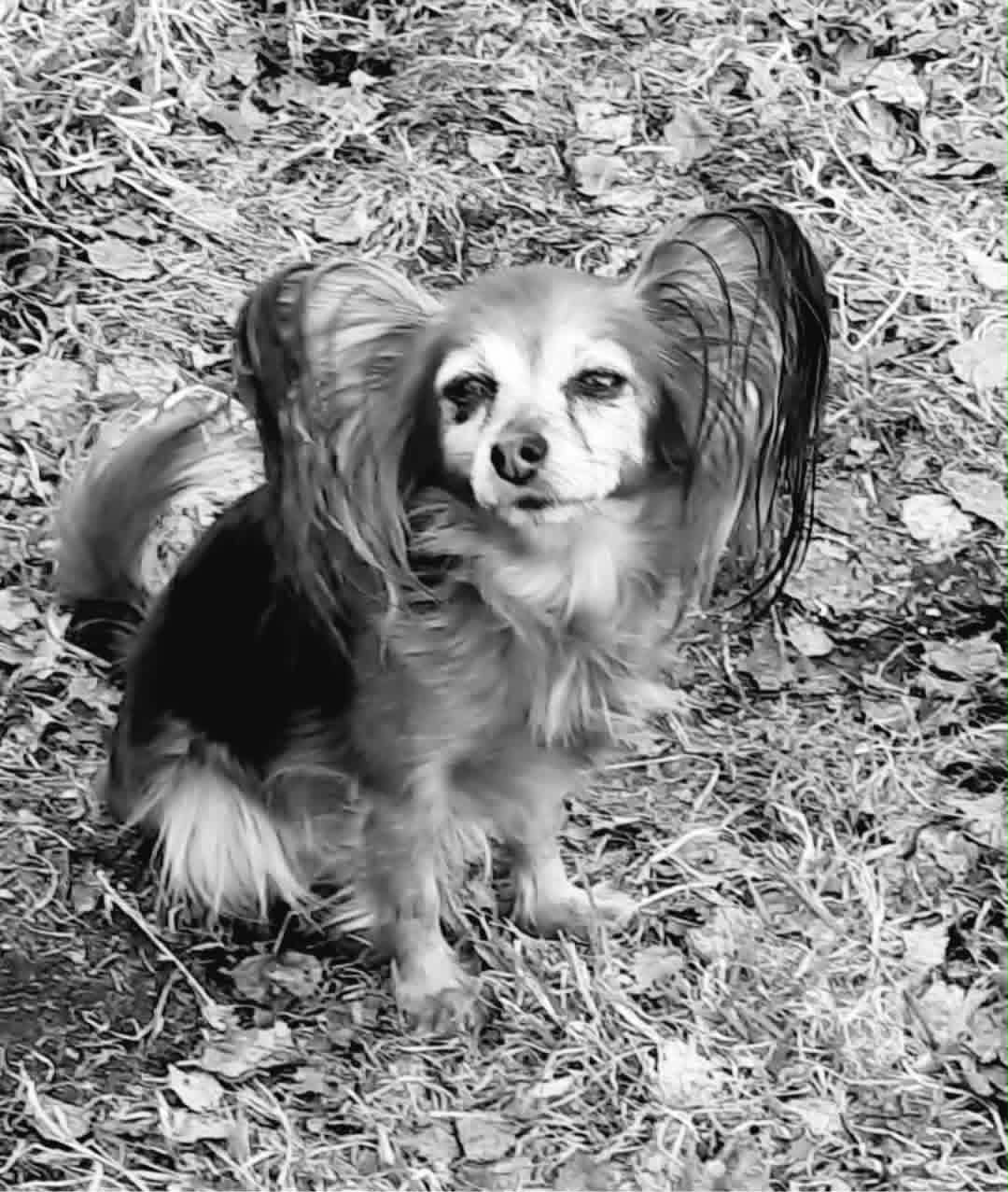 R.I.P Ruska