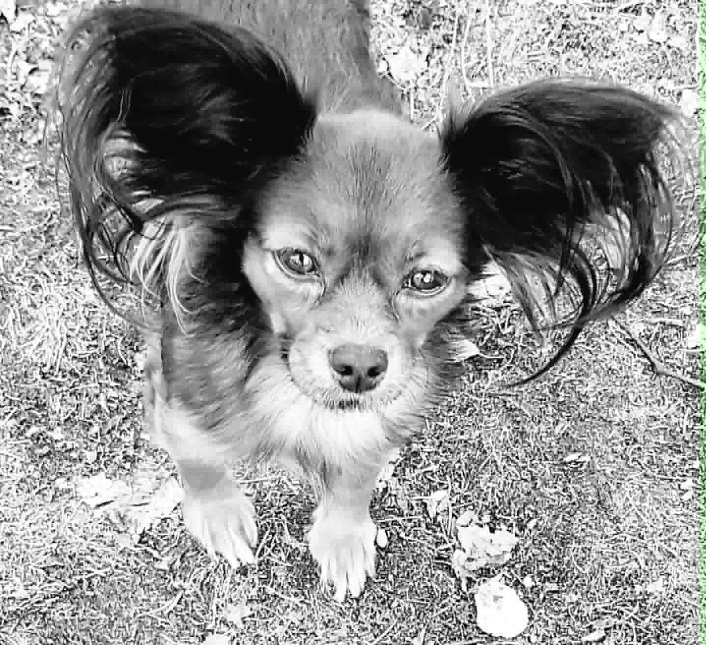 R.I.P Lumi
