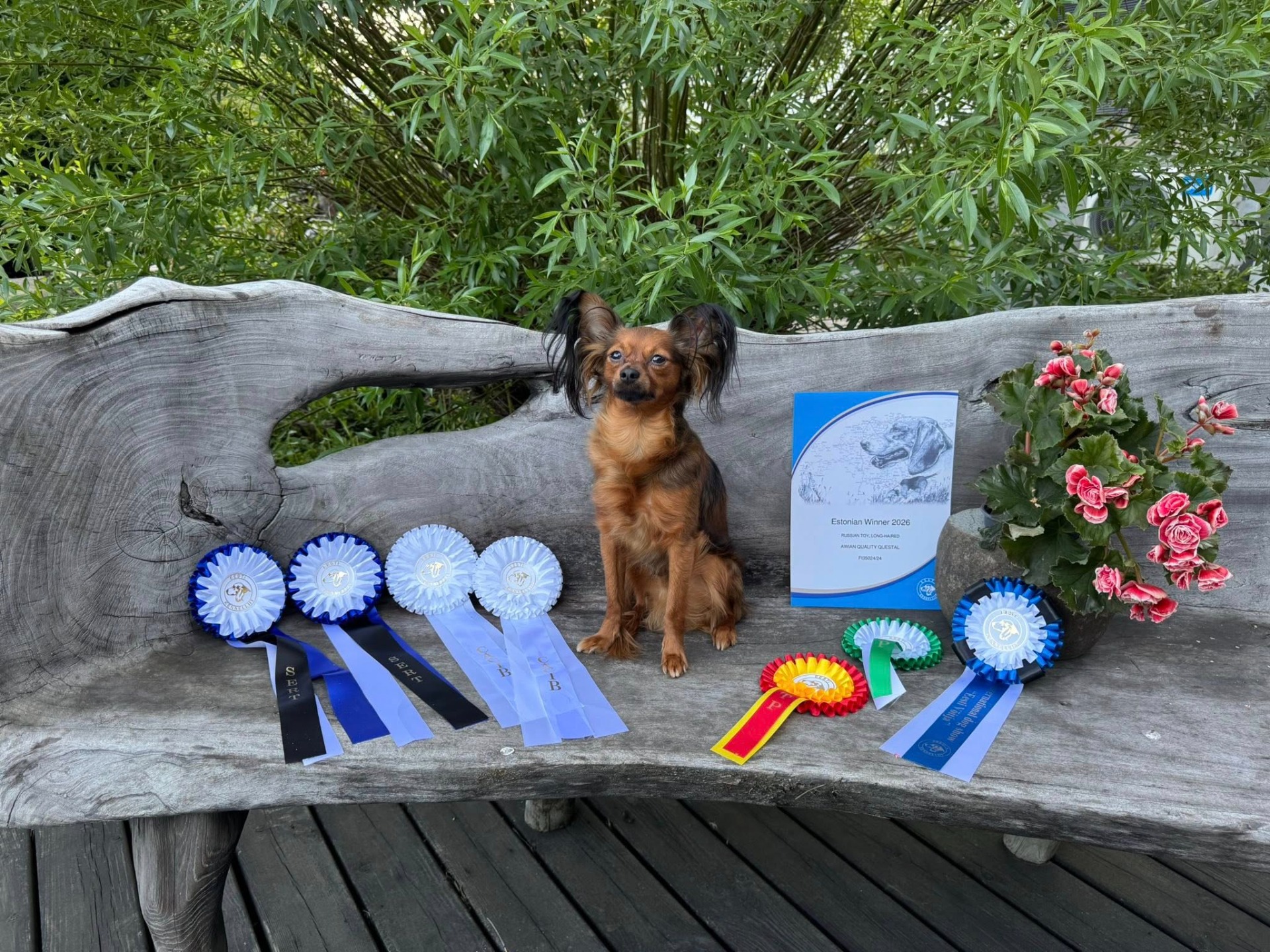 24.5.2026 Estonian Winner 2026 Awian Quality Questal