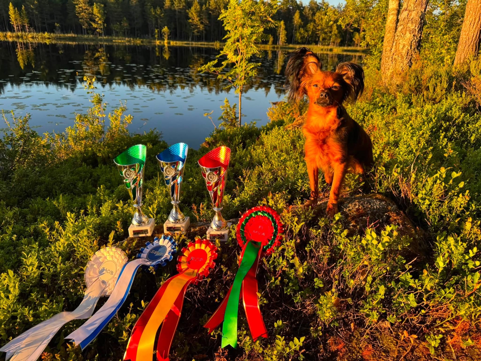 Awian Quality Questal suomen muotovalio