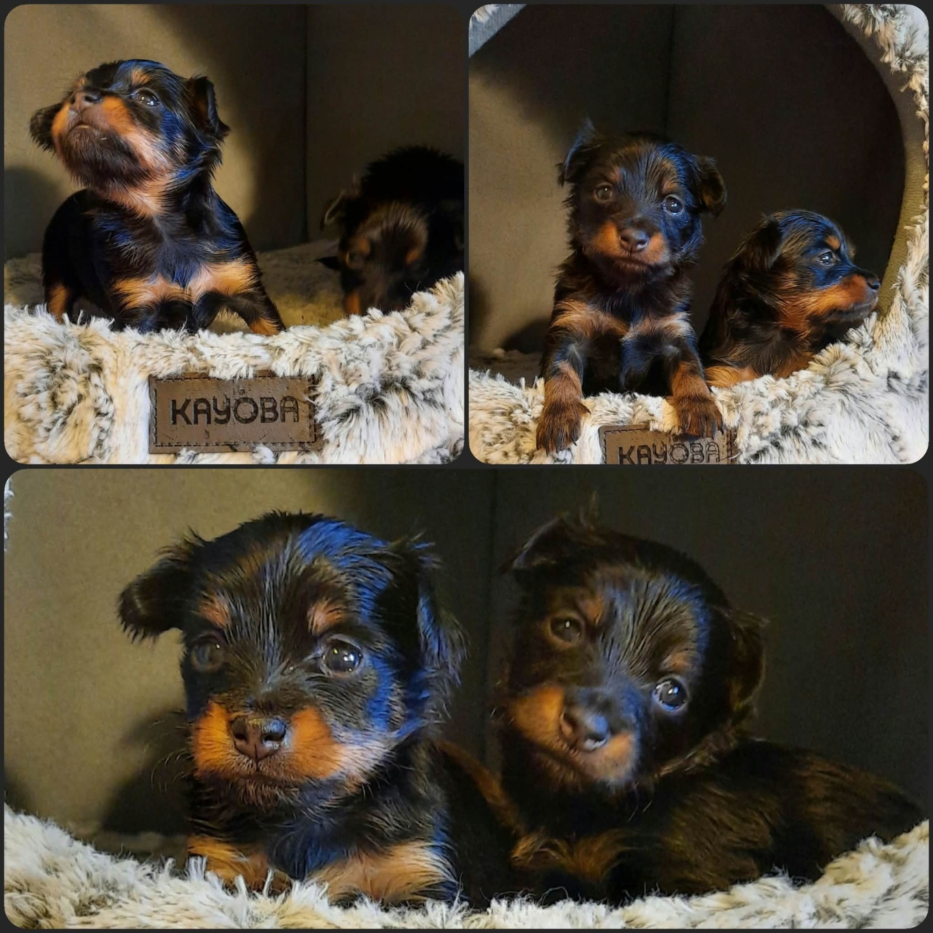 Awian Y- Litter
